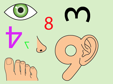 Eyes, ears, nose, toes and numbers